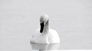 Trumpeter Swan on gray water, photo credit: Wendy Macdonald