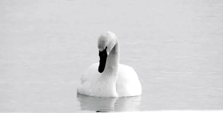 Trumpeter Swan on gray water, photo credit: Wendy Macdonald