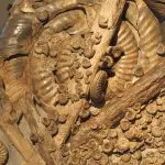 Ammonites and other marine fossils embedded in rock, Belfast: Photo 124490488 © Claudiodivizia | Dreamstime.com