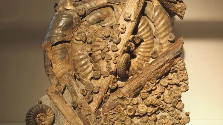 Ammonites and other marine fossils embedded in rock, Belfast: Photo 124490488 © Claudiodivizia | Dreamstime.com