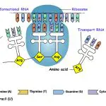 Translating DNA to mRNA: Illustration 139579416 © Vitalii Zhurakovskyi | Dreamstime.com