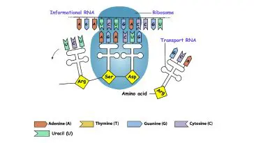 Translating DNA to mRNA: Illustration 139579416 © Vitalii Zhurakovskyi | Dreamstime.com