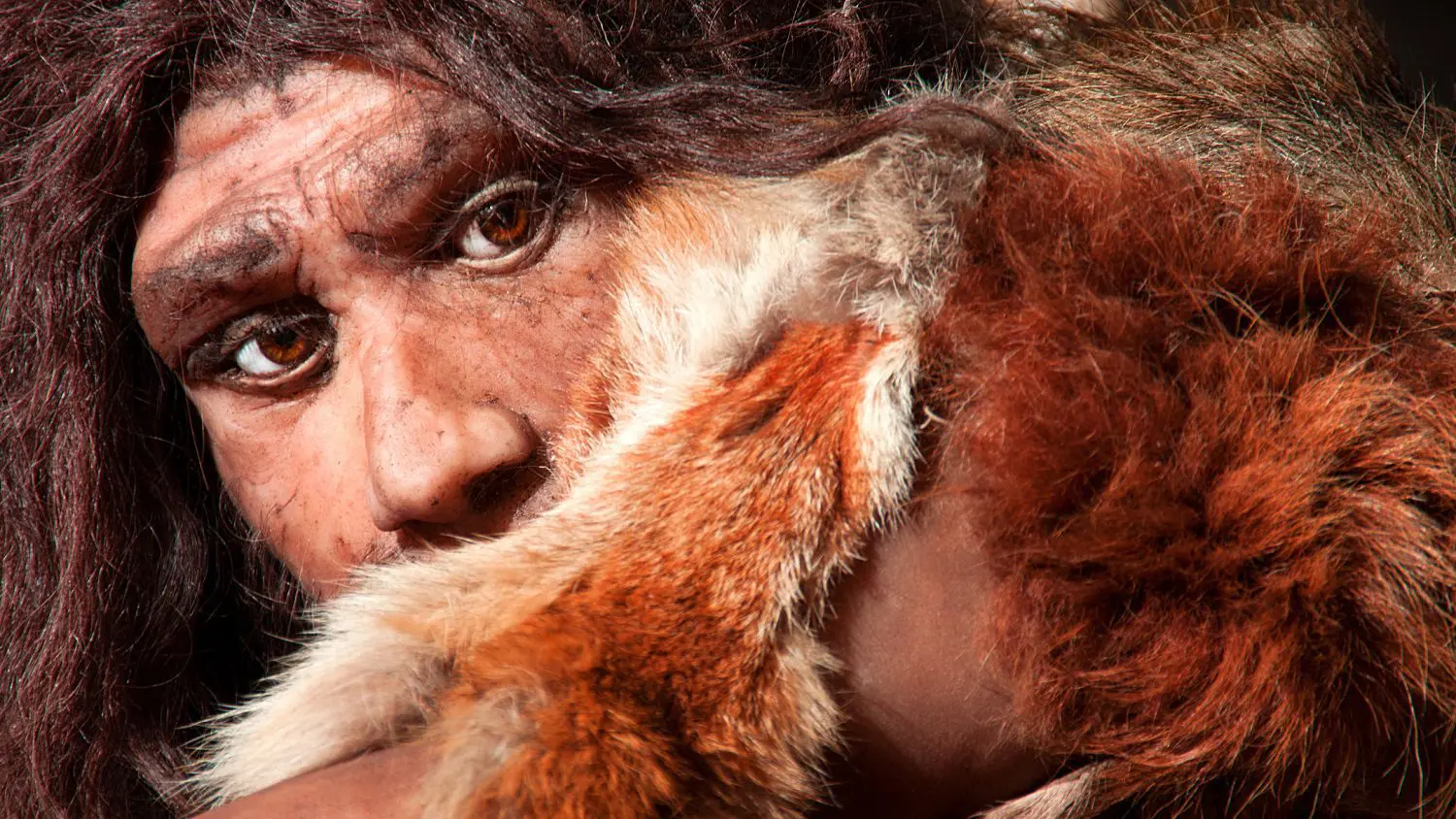 Neanderthal man gazing out from behind furs: Photo 120912114 © Procyab | Dreamstime.com