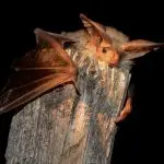 Pallid bat on a post: Photo 49970898 © Jerold Thompson | Dreamstime.com