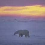 Polar bears on the ice in Canada: Photo 5673659 / Arctic Twilight © Outdoorsman | Dreamstime.com