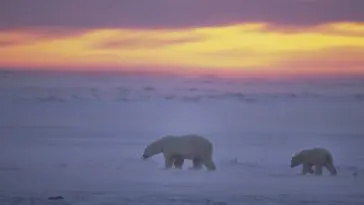 Polar bears on the ice in Canada: Photo 5673659 / Arctic Twilight © Outdoorsman | Dreamstime.com