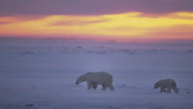 Polar bears on the ice in Canada: Photo 5673659 / Arctic Twilight © Outdoorsman | Dreamstime.com