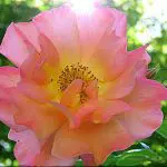 Pink rose with sunlight behind it, photo credit: Wendy Macdonald