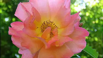 Pink rose with sunlight behind it, photo credit: Wendy Macdonald