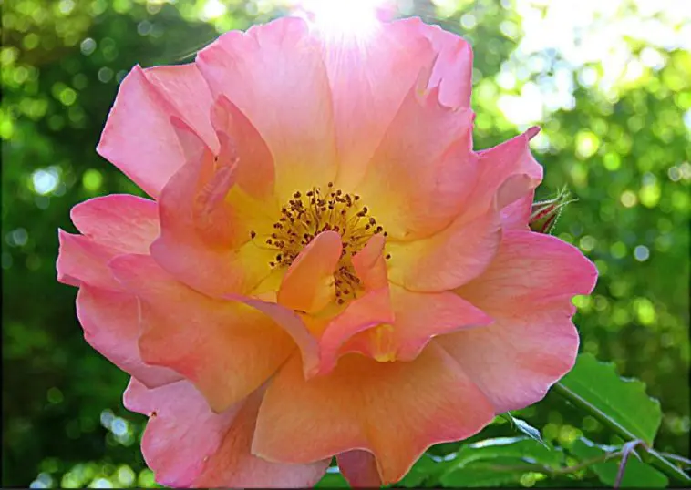 Pink rose with sunlight behind it, photo credit: Wendy Macdonald