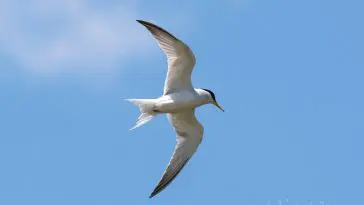 Lesser tern, photo credit: William Wise photography