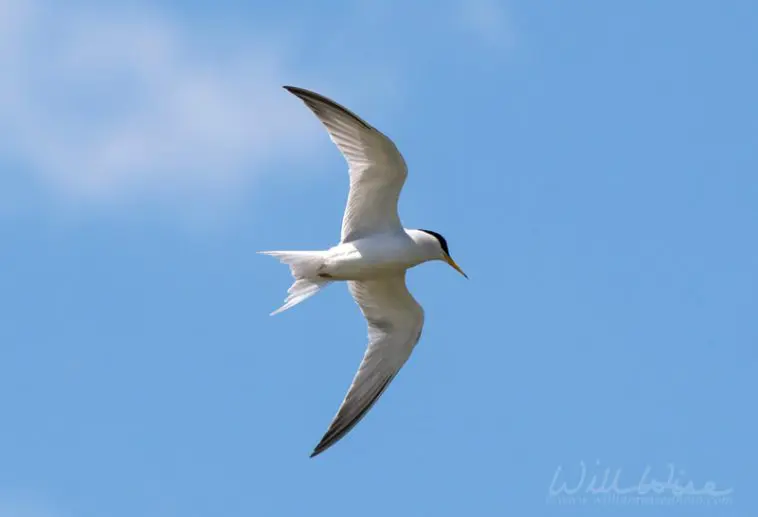 Lesser tern, photo credit: William Wise photography