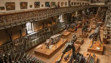 Gallery of Paleontology and Comparative Anatomy, Paris: Photo 108545796 © Marcello Celli | Dreamstime.com