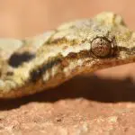 House gecko closeup: Photo 13134479 © Brian Magnier | Dreamstime.com