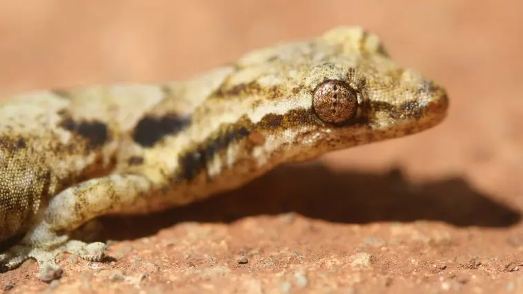 House gecko closeup: Photo 13134479 © Brian Magnier | Dreamstime.com