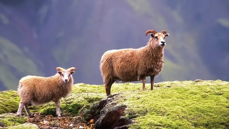 Icelandic sheep: Photo 5535164 © Csld | Dreamstime.com