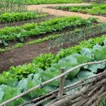 Farm to table vegetable garden: Photo 42691625 © Bratty1206 | Dreamstime.com