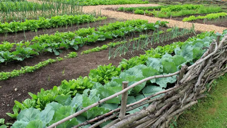 Farm to table vegetable garden: Photo 42691625 © Bratty1206 | Dreamstime.com