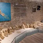 Fin Whale skeleton on display in Kastos, Greece: Photo 176540603 © Kurylo54 | Dreamstime.com