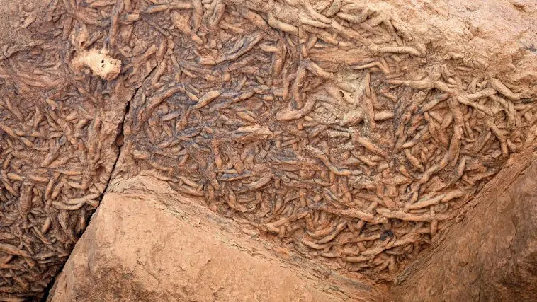 Worm burrow trace fossils, overhanging rock Grand Canyon: Photo 237727258 / Wilderness © Andy Millard | Dreamstime.com