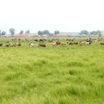 Herd of cattle: Photo 43022291 © Aizhong Wang | Dreamstime.com