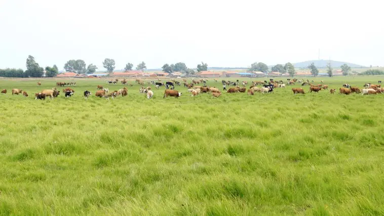 Herd of cattle: Photo 43022291 © Aizhong Wang | Dreamstime.com