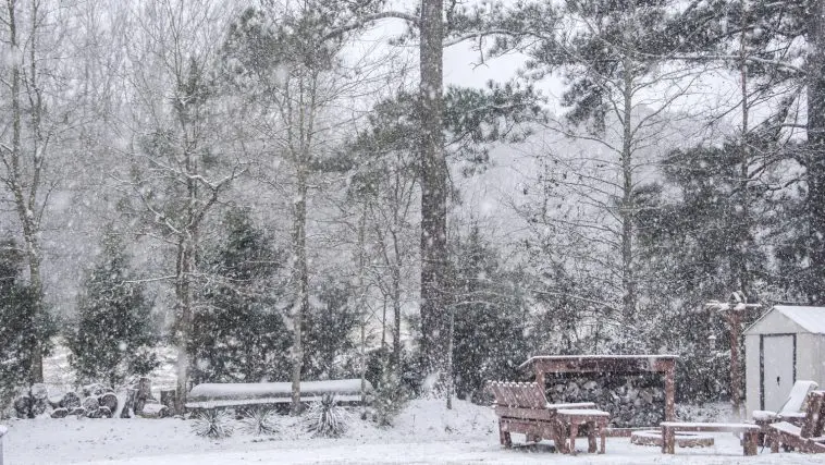 Snowy woods and outdoor future: Photo 108976124 © William Wise | Dreamstime.com