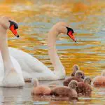 Swans with nine cygnets: ID 182612909 © Herea Mihai Cosmin | Dreamstime.com