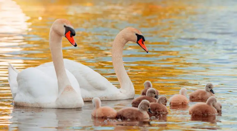 Swans with nine cygnets: ID 182612909 © Herea Mihai Cosmin | Dreamstime.com