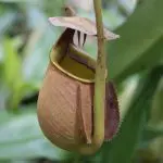 Pitcher plant in Borneo: Photo 13972611 © Shatalkin | Dreamstime.com