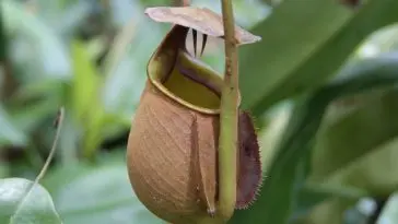 Pitcher plant in Borneo: Photo 13972611 © Shatalkin | Dreamstime.com