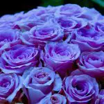 Hue adjusted Lavender Roses: Photo 58743221 / Rose © Lena Petersson | Dreamstime.com