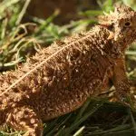 Texas Horned Lizard: Photo 14612673 © Derrick Neill | Dreamstime.com