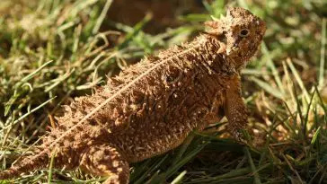 Texas Horned Lizard: Photo 14612673 © Derrick Neill | Dreamstime.com