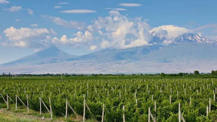 Photo 171685667 / Vineyard © Turfantastik | Dreamstime.com