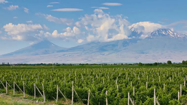 Photo 171685667 / Vineyard © Turfantastik | Dreamstime.com