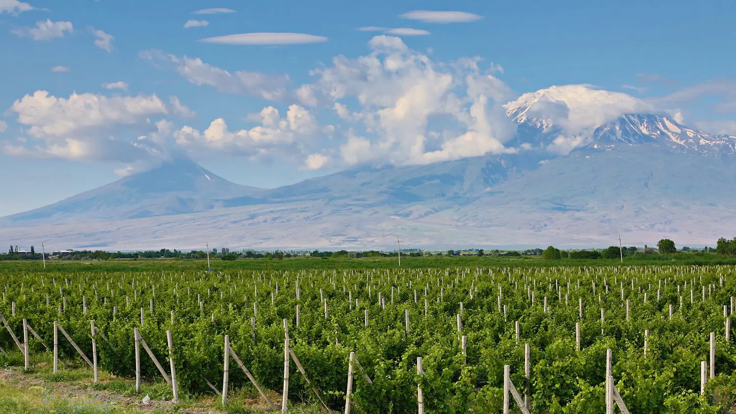 Photo 171685667 / Vineyard © Turfantastik | Dreamstime.com