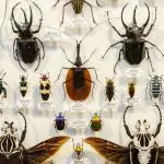 Photo 171453139 / Bug Pin © Ruslan Gilmanshin | Dreamstime.com