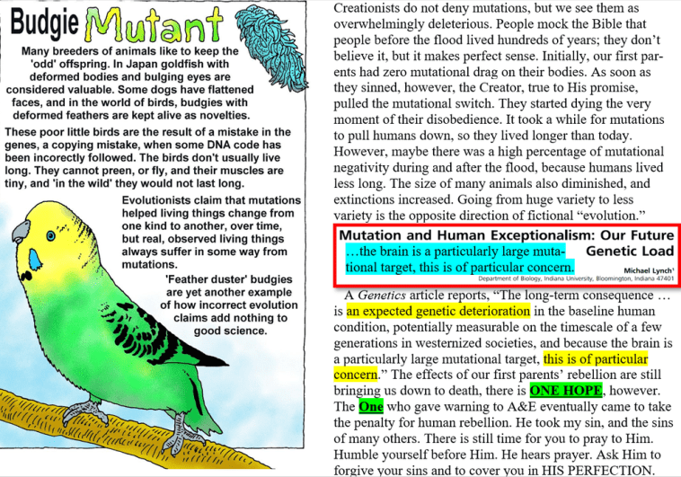 Budgie mutation meme