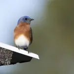Eastern bluebird on a tin roof: Photo 169535181 © William Wise | Dreamstime.com