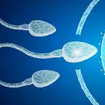 Human Egg and Sperm: Illustration 136103259 © Andrii Panchyk | Dreamstime.com
