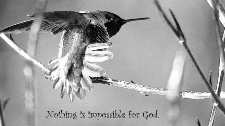 Hummingbird, photo credit: Wendy Macdonald