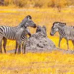 Termite mound with zebras, Botswana: Photo 137533503 © Pytyczech | Dreamstime.com