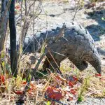 Wild Pangolin in Zimbabwe: Photo 143782386 © Paula Joyce | Dreamstime.com