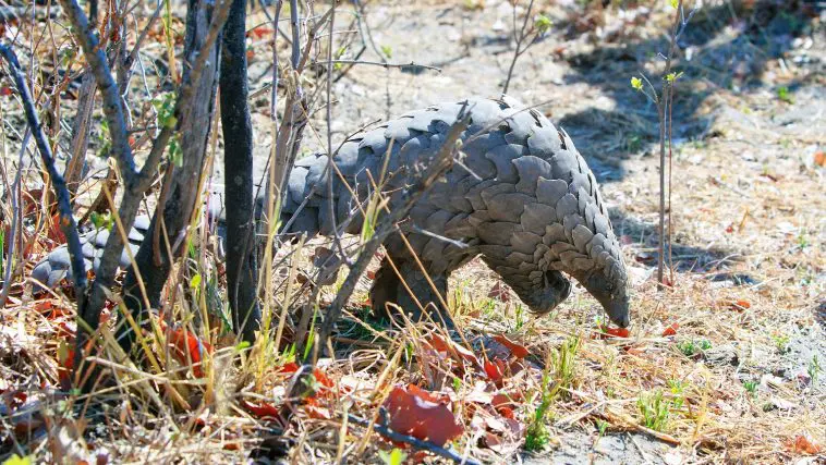 Wild Pangolin in Zimbabwe: Photo 143782386 © Paula Joyce | Dreamstime.com