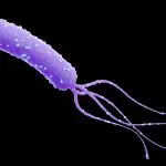 Helicobacter Pylori Bacreium with flagellum: Illustration 165111522 © anolkil | Dreamstime.com