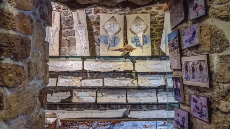 Fish fossil display, museum of Byblos, Lebanon: Photo 219611401 © Fotokon | Dreamstime.com