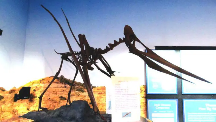 Pteranodon at the Mount St Helens Creation Center
