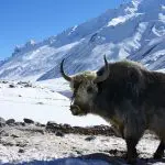 Yak in the snowy Himalayas: Photo 9132776 © Kodym | Dreamstime.com