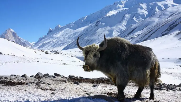Yak in the snowy Himalayas: Photo 9132776 © Kodym | Dreamstime.com